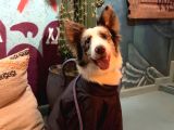 9 AYLIK EĞİTİMLİ BORDER COLLIE