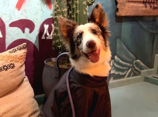 9 Aylik Eği̇ti̇mli̇ Border Collie