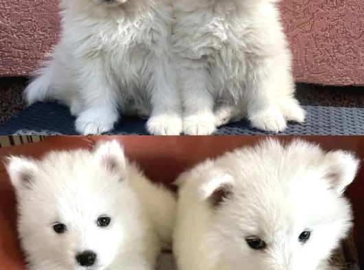 Kar Beyaz Samoyed Yavrular görsel