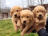 Golden Retri̇ever Yavrularimiz