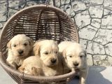 Golden Retri̇ever Yavrularimiz