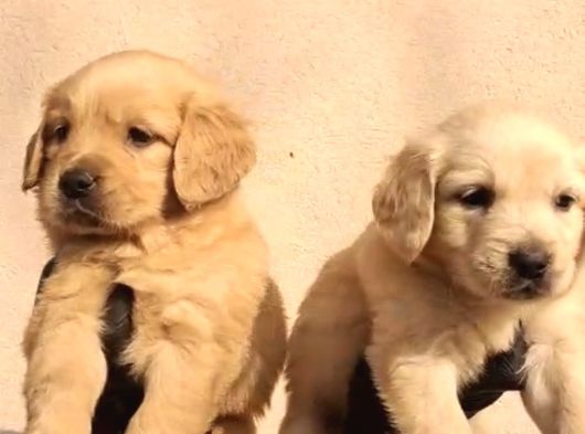 Golden Retri̇ever Yavrularimiz görsel