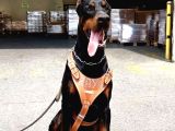 Kizil-Si̇yah Doberman Yavrularimiz