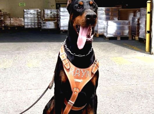 Kizil-Si̇yah Doberman Yavrularimiz görsel