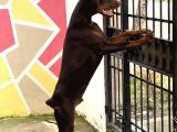 Kizil-Si̇yah Doberman Yavrularimiz