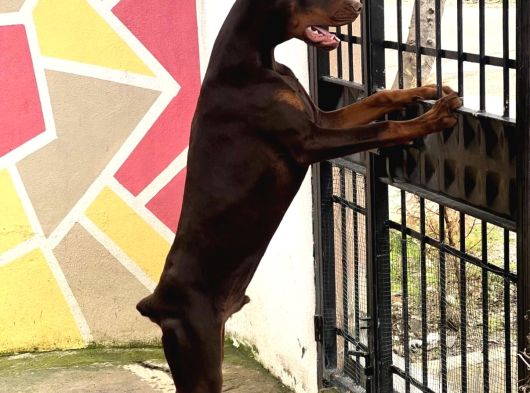 Kizil-Si̇yah Doberman Yavrularimiz görsel