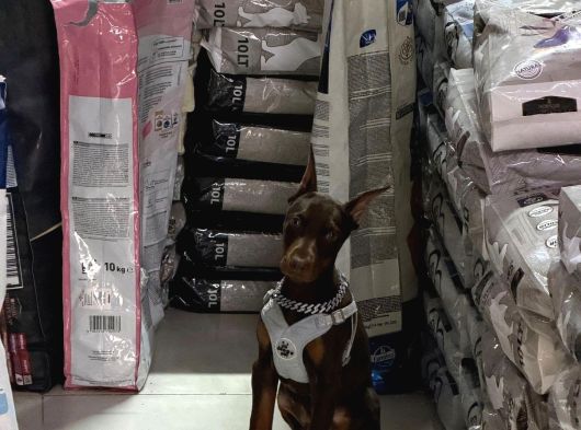 Kizil-Si̇yah Doberman Yavrularimiz görsel