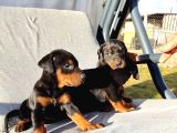 KIZIL-SİYAH DOBERMAN YAVRULARIMIZ