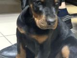 Kizil-Si̇yah Doberman Yavrularimiz