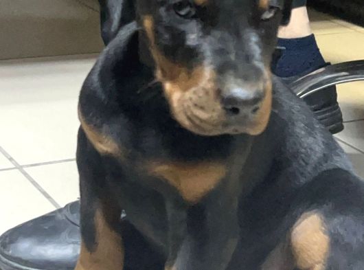 Kizil-Si̇yah Doberman Yavrularimiz görsel