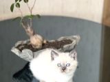 Mükemmel Kali̇te Sevi̇mli̇ Surat Bri̇ti̇sh Blue Poi̇nt