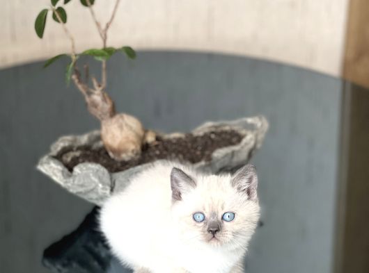 Mükemmel Kali̇te Sevi̇mli̇ Surat Bri̇ti̇sh Blue Poi̇nt görsel
