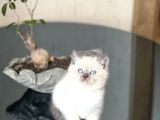 Mükemmel Kali̇te Sevi̇mli̇ Surat Bri̇ti̇sh Blue Poi̇nt