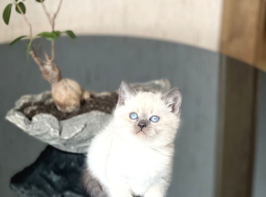 Mükemmel Kali̇te Sevi̇mli̇ Surat Bri̇ti̇sh Blue Poi̇nt görsel