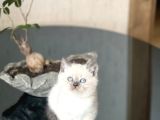 MÜKEMMEL KALİTE SEVİMLİ SURAT BRİTİSH BLUE POİNT