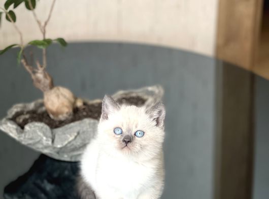 Mükemmel Kali̇te Sevi̇mli̇ Surat Bri̇ti̇sh Blue Poi̇nt