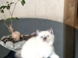Mükemmel Kali̇te Sevi̇mli̇ Surat Bri̇ti̇sh Blue Poi̇nt