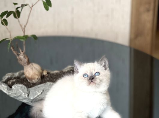 Mükemmel Kali̇te Sevi̇mli̇ Surat Bri̇ti̇sh Blue Poi̇nt görsel