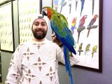 Hi̇bri̇t Macaw Sağlikli Eği̇ti̇mli̇ Konuşan