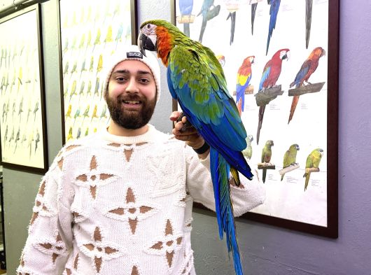 Hi̇bri̇t Macaw Sağlikli Eği̇ti̇mli̇ Konuşan görsel