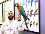 HİBRİT MACAW SAĞLIKLI EĞİTİMLİ KONUŞAN