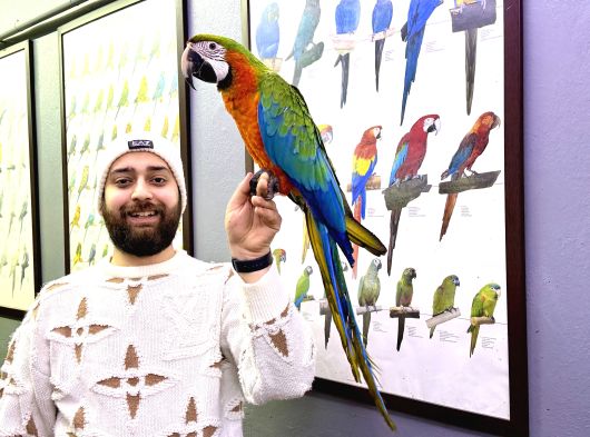 Hi̇bri̇t Macaw Sağlikli Eği̇ti̇mli̇ Konuşan