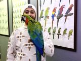 Hi̇bri̇t Macaw Sağlikli Eği̇ti̇mli̇ Konuşan