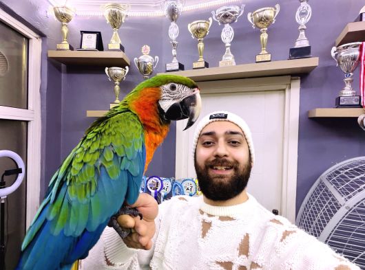 Hi̇bri̇t Macaw Sağlikli Eği̇ti̇mli̇ Konuşan görsel