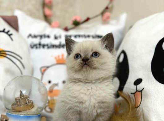 Safkan Blue Point Yavrularımız Yeni Sahiplerini Arıyor görsel