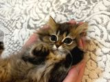 British Golden Tabby Longhair