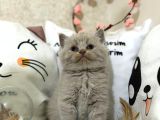 Safkan Lilac Yavrularımız Yeni Sahibini Arıyor