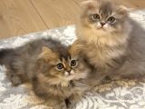 British Golden Tabby longhair