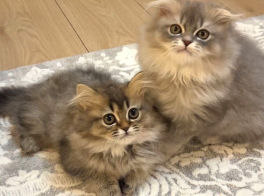British Golden Tabby Longhair