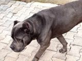Ücretsi̇z Cane Corso  Acil Yuva Arıyor