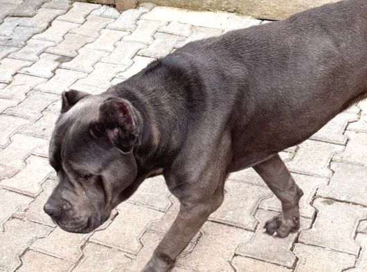 Ücretsi̇z Cane Corso  Acil Yuva Arıyor görsel