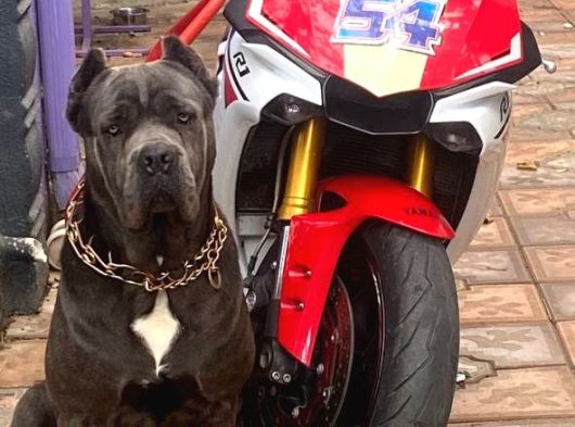 Ücretsi̇z Cane Corso  Acil Yuva Arıyor