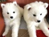Kar Beyaz Samoyed Yavrular