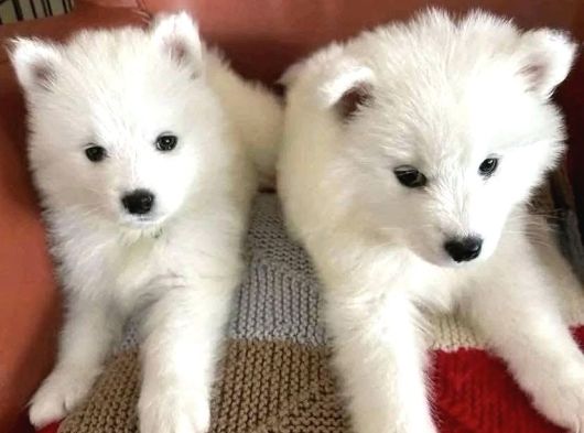 Kar Beyaz Samoyed Yavrular görsel