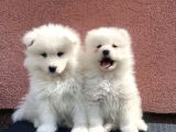 KAR BEYAZ SAMOYED YAVRULAR