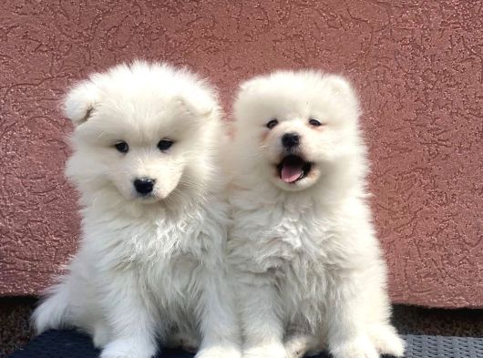 Kar Beyaz Samoyed Yavrular