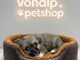 Vonalp Pet Garantisiyle Tea Cup Morkie Yavrulari