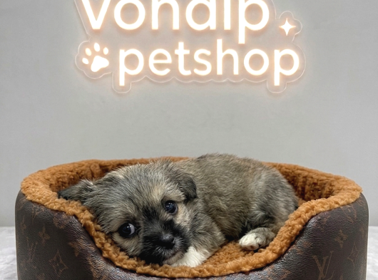 Vonalp Pet Garantisiyle Tea Cup Morkie Yavrulari görsel