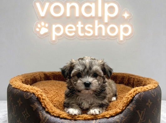 Vonalp Pet Garantisiyle Tea Cup Morkie Yavrulari