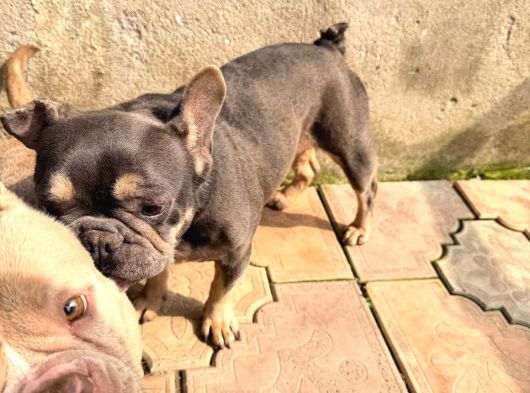Fransız Bulldog Için Yeni Yuva Aranıyor
