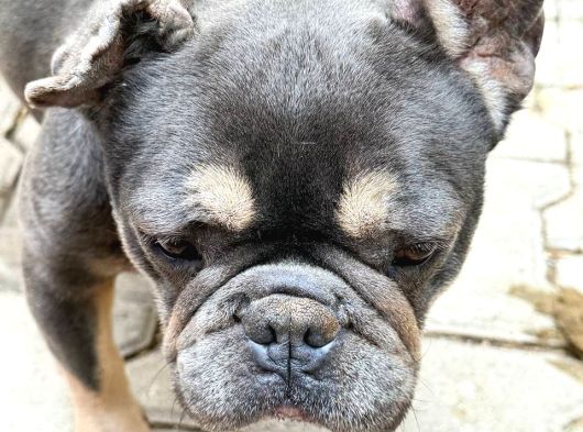 Fransız Bulldog Için Yeni Yuva Aranıyor görsel