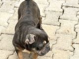 Fransız Bulldog Için Yeni Yuva Aranıyor