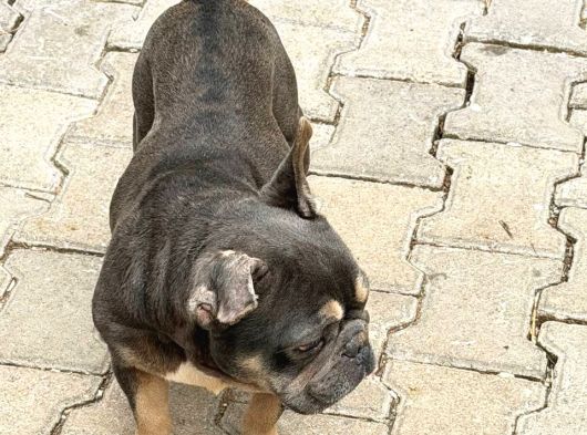 Fransız Bulldog Için Yeni Yuva Aranıyor görsel