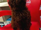 Patron Çıldırdı Herkes Poodle Sahibi Olacak Diyor