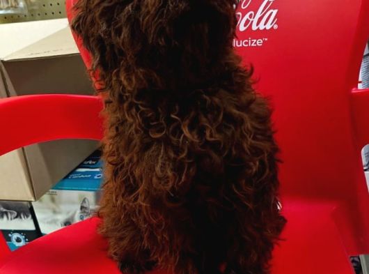 Patron Çıldırdı Herkes Poodle Sahibi Olacak Diyor görsel
