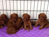 Aşılı garantili toy poodle yavrular